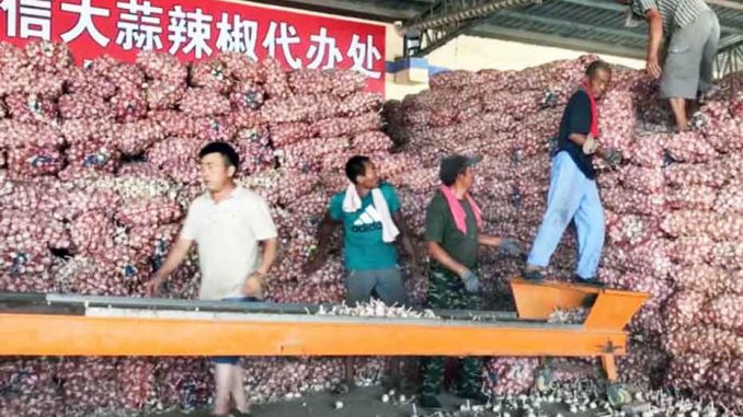 bawang-putih-china1